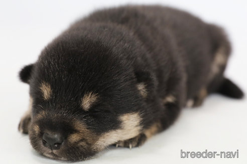 成約済の神奈川県の柴犬-325972の3枚目